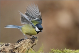<p>SÝKORA KOŇADRA (Parus major) ------- /Great tit - Kohlmeise/</p>